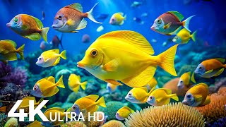 The Best 4K Aquarium  Explore the Stunning World of Sea Jellyfish and Beautiful Coral Reef Fish [upl. by Retrak]