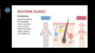 sweat glands  Difference between Eccrine and apocrine gland gujarati explanation [upl. by Baugh]