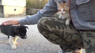 The adorable puppies and kittens in the abandoned construction site [upl. by Atsirtal]