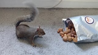 Squirrels reaction to finding the nut stash [upl. by Birch687]