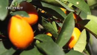 Planter un kumquat en pot un délicieux agrume  Truffaut [upl. by Gnol]