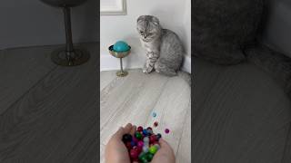 Mila cat ball cube 🌈🟣😻reverse video cat episodes 563 shorts reversevideo cat [upl. by Zoe]