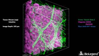 3D IHC Mouse large intestine  Tubulin Beta 3 TUBB3 CD326 EpCAM Helix NP™ Green [upl. by Garry]