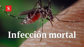 Infección mortal transmitida por mosquitos en EE UU  Videos Semana [upl. by Werna]