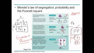 Mendelian genetics 2 [upl. by Edwyna]