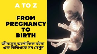 Pregnancy How a Wonder is Born Animation  Fertilization  Labor and Delivery  Childbirth [upl. by Urbana]