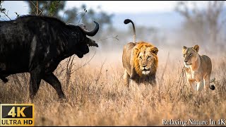 4K African Wildlife Bwabwata National Park Namibia  Scenic Wildlife Film With Real Sounds [upl. by Kay]