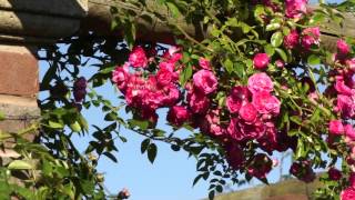 Die Englische Ramblerrose Rosa Minnehaha [upl. by Penrose41]