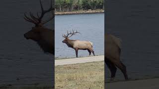 Elk bull Estés Park colorado [upl. by Ahtram]