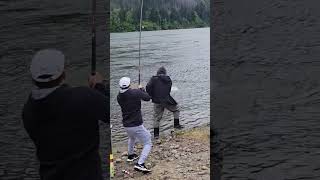 Salmones gigantes fishing fish [upl. by Ahsinyt]