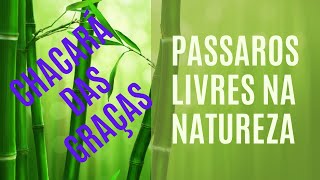 Pássaros Livres na Natureza [upl. by Sebastien]