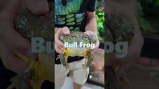 Bull Frog Vs Snake shorts shortvideo [upl. by Marcia916]