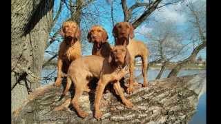 Introducing the Zöldmáli Hungarian Wirehaired Vizsla Kennel [upl. by Aneerbas448]