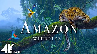 Amazon Wildlife In 4K  Animals That Call The Jungle Home  Amazon Rainforest  Relaxation Film [upl. by Llered]