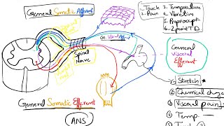 Nerve Fibers Classification Part 2 Spinal Nerves and Cranial Nerves 16 [upl. by Cedell]