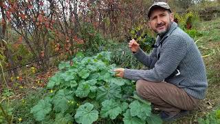 Nalba Moscata planta alimentara si medicinala [upl. by Assi332]