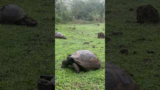 SANTUARIO TORTUGAS GIGANTES 🐢 galapagos travel nature naturelovers life animals relaxing [upl. by Esta]