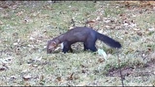 Mating Stone Martens Marten behaviour and noises [upl. by Dnalyag537]