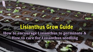 Growing LISIANTHUS from seeds to seedling grow guide [upl. by Ecertap]