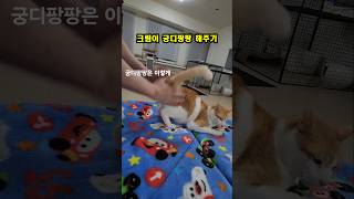 궁디팡팡 해주면 고양이가 좋아해요 고양이 유기묘 쇼츠 [upl. by Phyllida831]