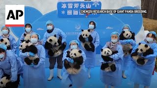 Panda cubs make debut in Chinas Sichuan Province to mark Lunar New Year [upl. by Orling]