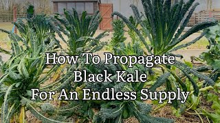 How To Propagate Black Kale For An Endless Supply Kale Cavolo Nero Tuscan Kale Plant Propagation [upl. by Dimitris660]