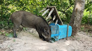 Modern wild boar trap using Baskets and sharp sticks That Work 100 [upl. by Aluap26]