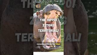 The Mighty Hippo EXTREMELY TERRITORIAL 🦛 hippo hippopotamus wildlife shorts ytshorts animal [upl. by Atlee]