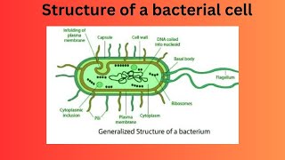 Structure of a bacterial cell [upl. by Gareri]