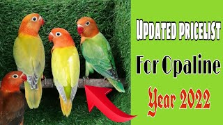 UPDATED LOCAL PRICING FOR OPALINE YEAR 2022 II AFRICAN LOVEBIRDS PRICELIST 2022 [upl. by Ennaillek445]