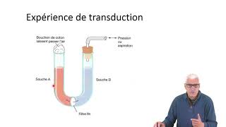 Cours N°19 Génétique bactérienne Les grands processus de transfert de gènes [upl. by Pebrook]