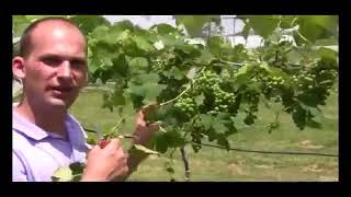 How to Care for Grapes  Fruit Thinning Video [upl. by Llevra]