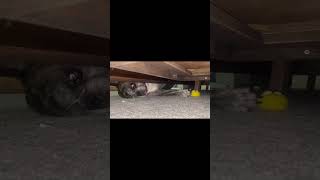 French Bulldog is trying to reach his toy underneath the bed [upl. by Euton]