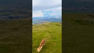 Video out on Sunday sneak peek  DOG walks Dumyat Hill upcomingvideo shorts [upl. by Figueroa]