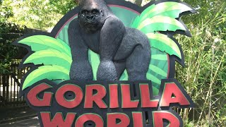 Cincinnati Zoo Gorilla World [upl. by Aerdnaek36]