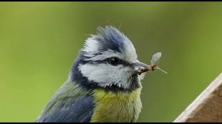 Blaumeisen verlassen ihr Nest [upl. by Nnayllas837]