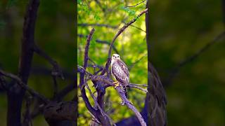 Juvenile whiteeyed buzzard birds wildbirdphotography wildlife [upl. by Fulviah731]