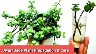 Dwarf Jade Plant Guide  Propagation amp Care  Elephant Bush [upl. by Gerrie]