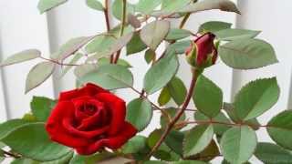 Rose Flower Blooming Time lapse [upl. by Gail]