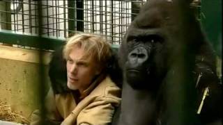 Gorilla Gorilla  Damian Aspinall amp Kifu at Howletts Wild Animal Park Kent [upl. by Rebah23]