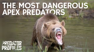 The 9 Most Dangerous Apex Predators in the World [upl. by Boar331]