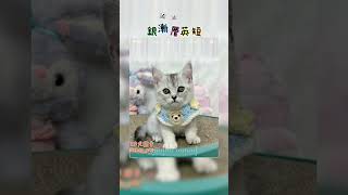 🐱各式品種貓咪🐱 [upl. by Irrehs]