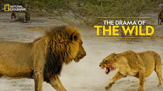 The Drama of the Wild  Savage Kingdom  हिन्दी  Full Episode  S4E3  National Geographic [upl. by Adnotal576]