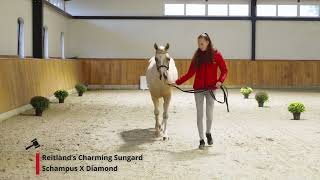 Reitland’s Charming Sungard Schampus x Diamond [upl. by Swen]