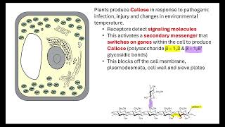 Plant defences OCR A ALevel Biology Revision 411 [upl. by Ysteb499]