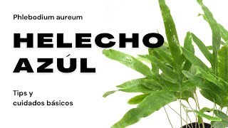 Helecho Azul Phlebodium aureum  Todo lo que Necesitas Saber para Mantenerlo Radiante [upl. by Cox123]