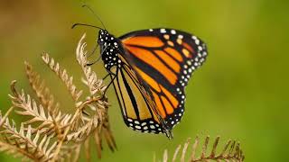 Wanderer or Monarch Butterfly Daraus plexippus  Monarchfalter [upl. by Adaline]