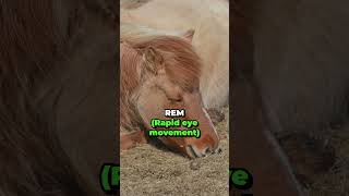 How do horses sleep [upl. by Richey]