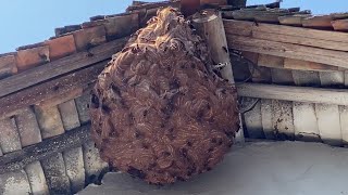 GIANT MURDER HORNET HUGE NEST REMOVAL INSIDE HOUSEVESPA MANDARINIAWASP MASSIVEYELLOW JACKETS [upl. by Angy]