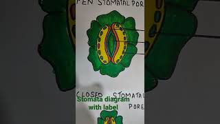 stomata diagram with label open and close to stomatal pore [upl. by Crane]